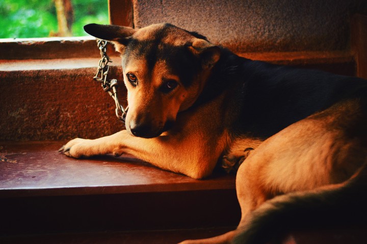 Pet dog in chain