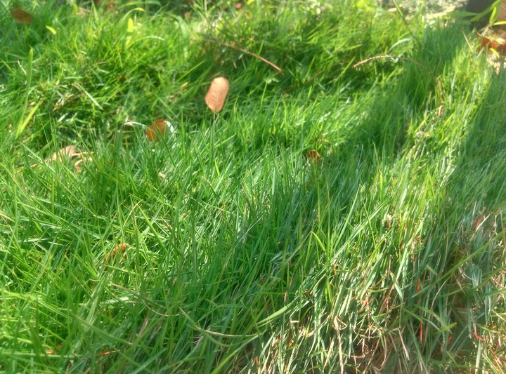 grass