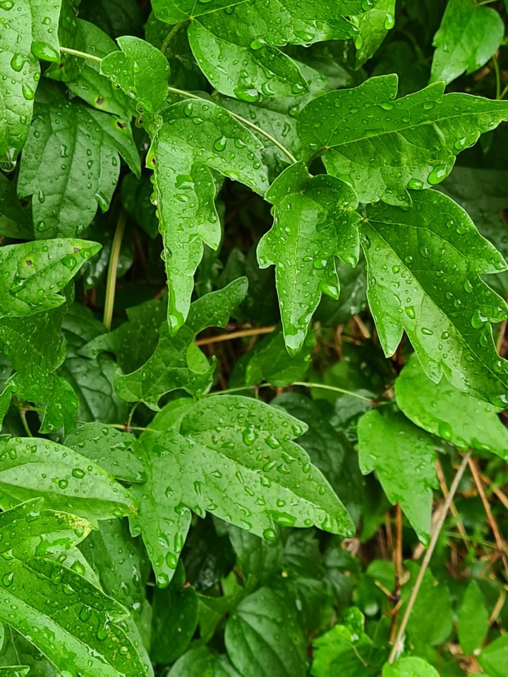 foliage
