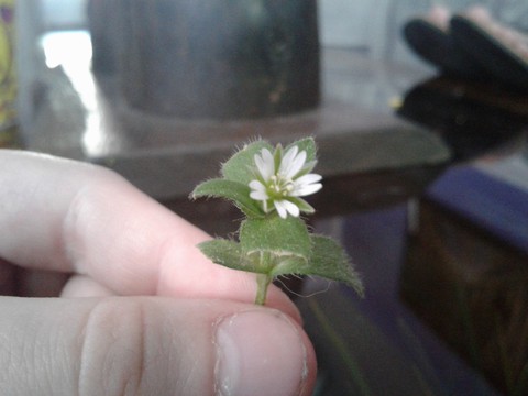 what flower is this