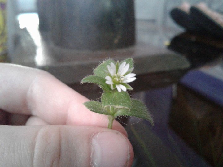 what flower is this