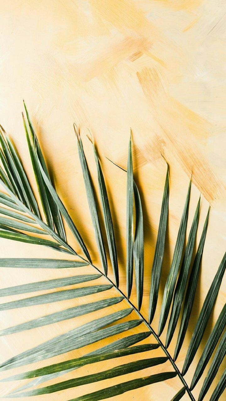 Palm