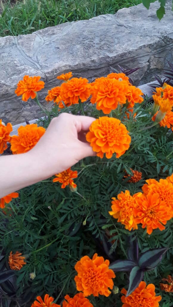 цветы