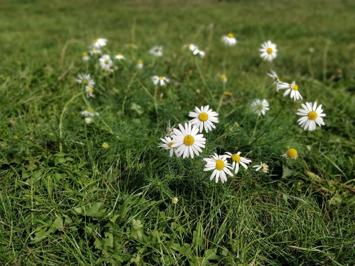 ThE Flowerz Magic