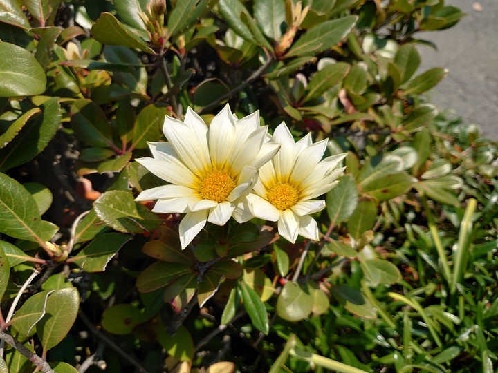 春の花