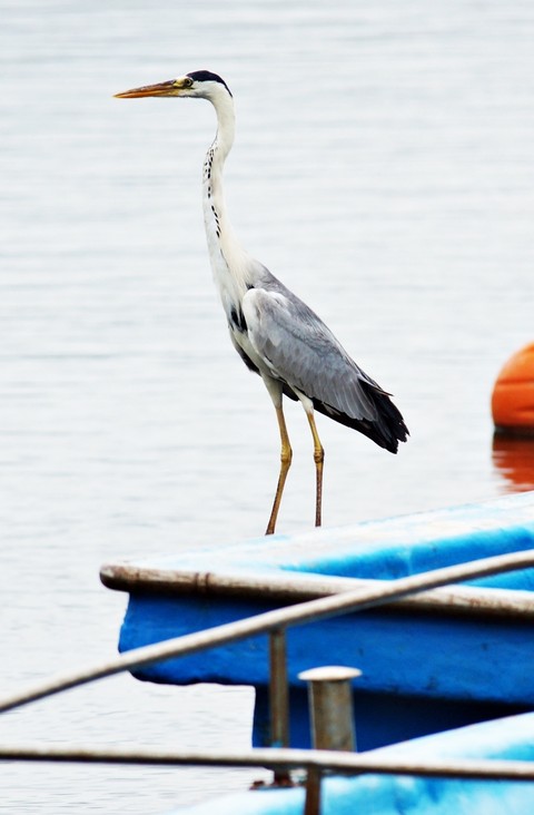 ciconiiformes, bird Hintergrundbilder