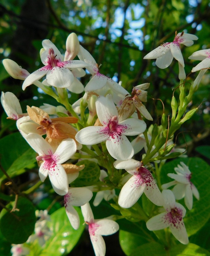 flower