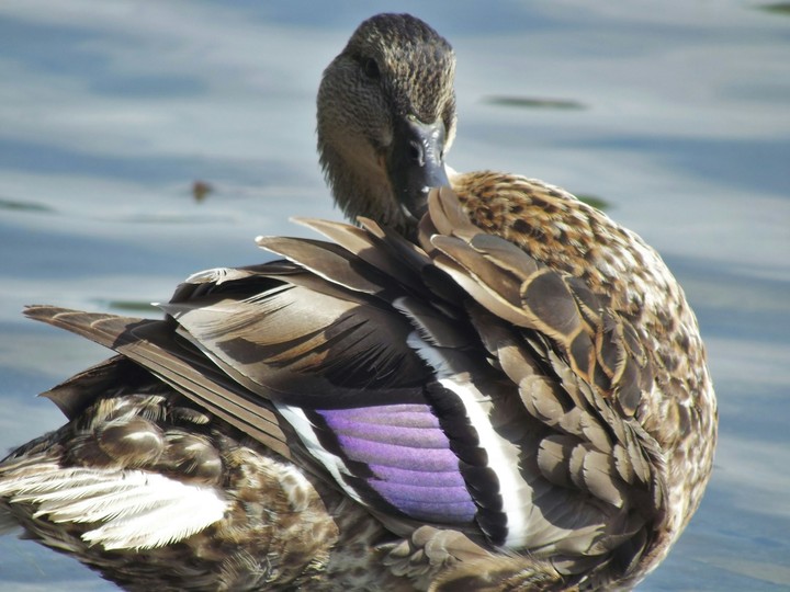 Shy Duck