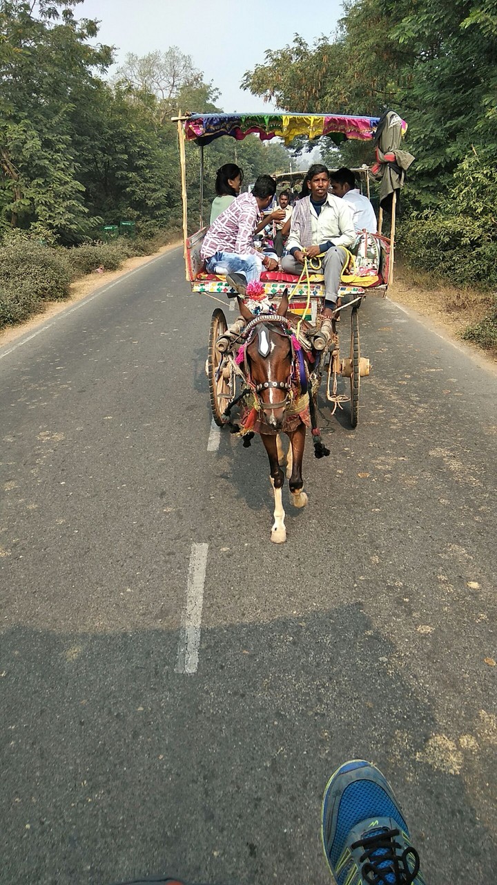 Horse cart