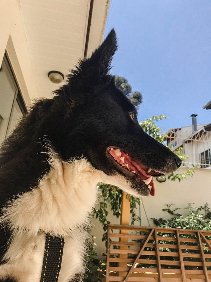 dog