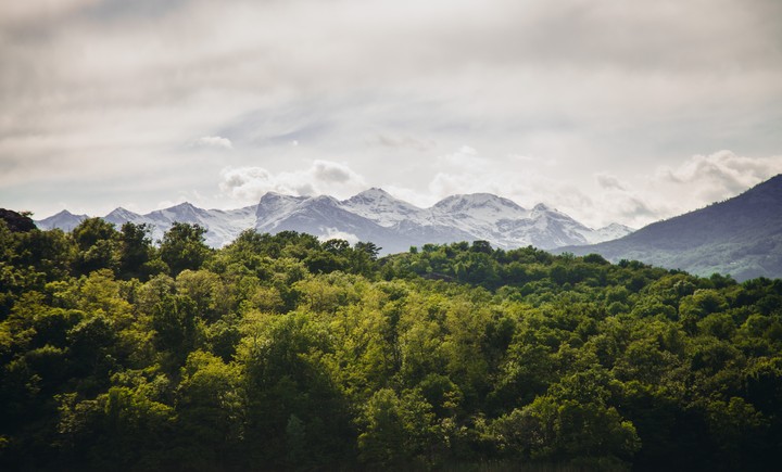 산과 나무