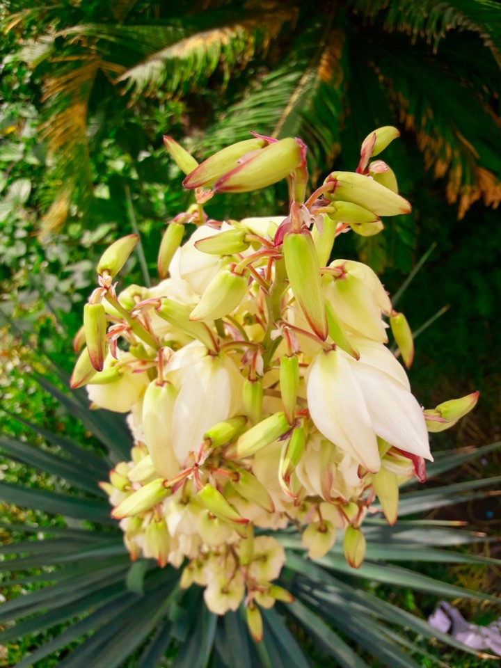 White flowers