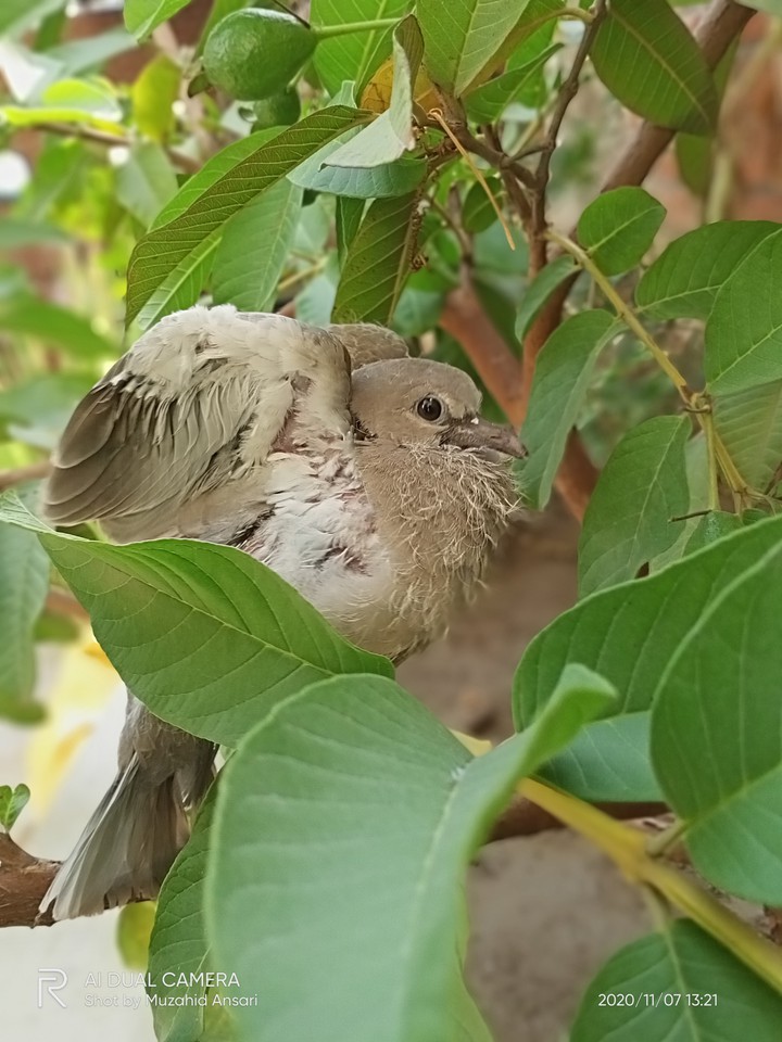 Doves child too beautiful