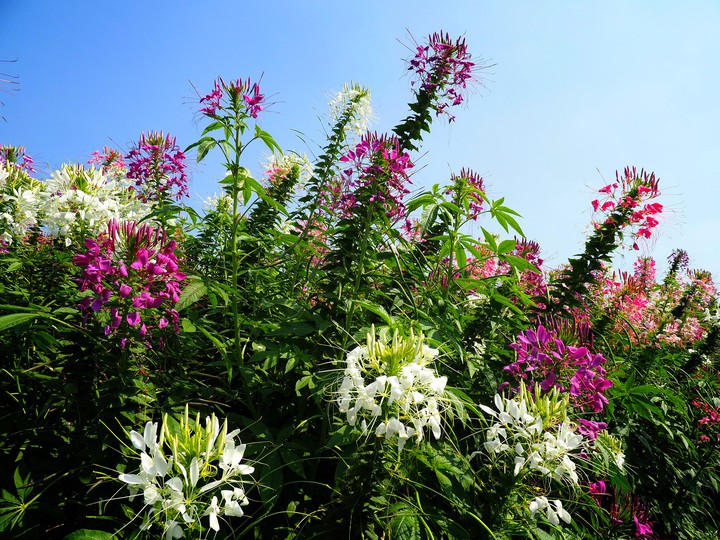 flowers