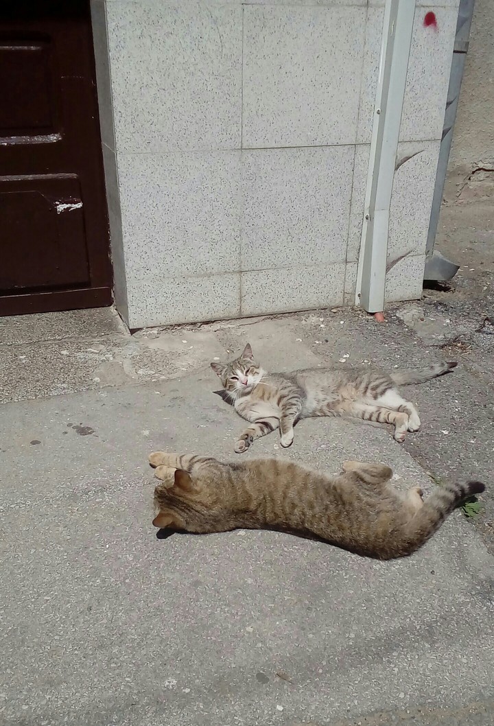 Kitties Lying In The Sun ;-)
