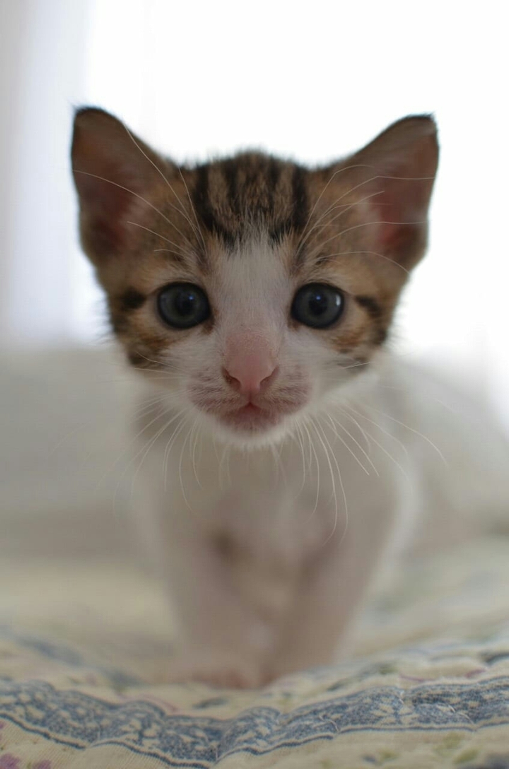 MY LOVELY CAT