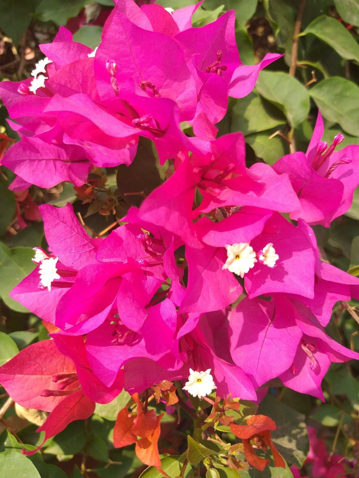 pink