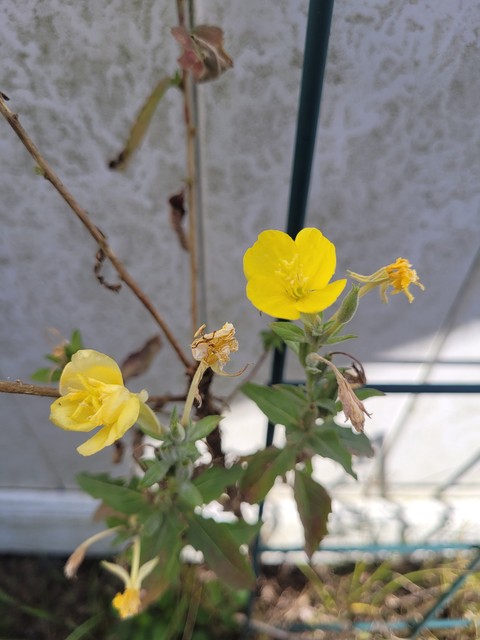 hình nền plant, branch