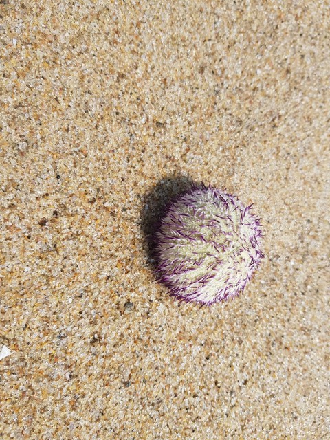 Purple spiked Sea Urchin