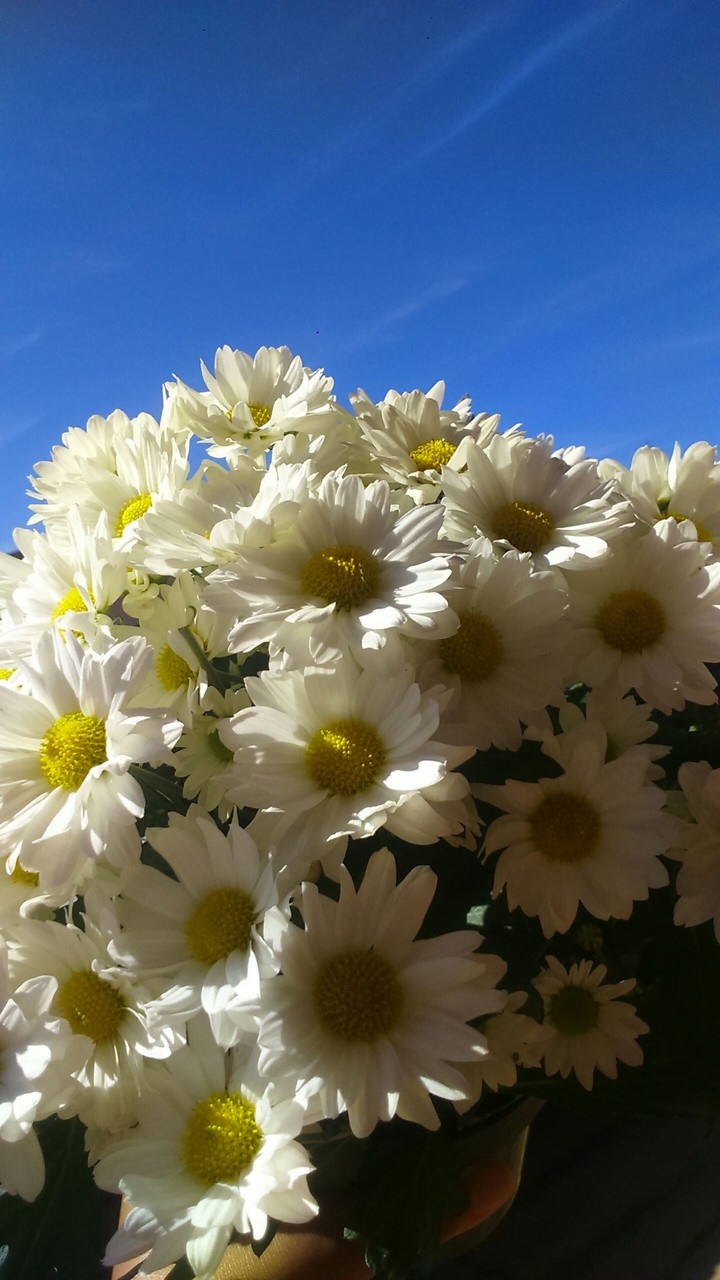 flores