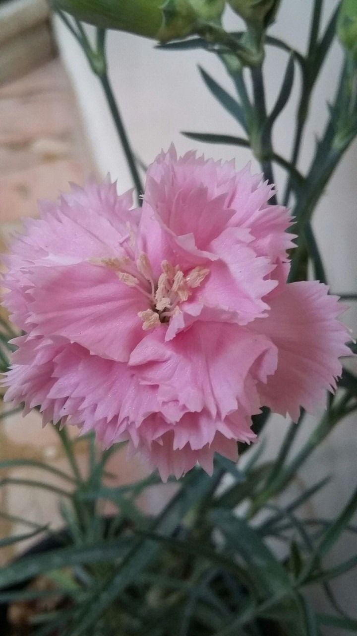pink flower