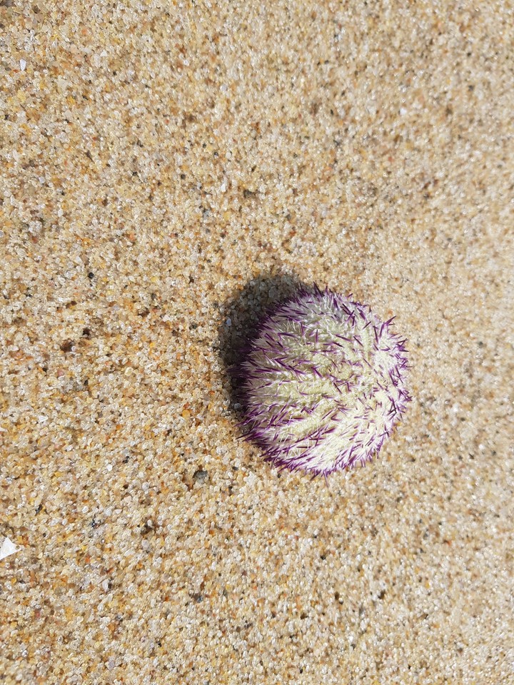 Purple spiked Sea Urchin