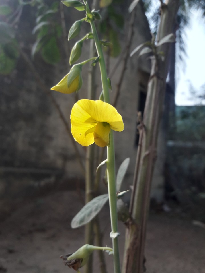 Yellow Flower