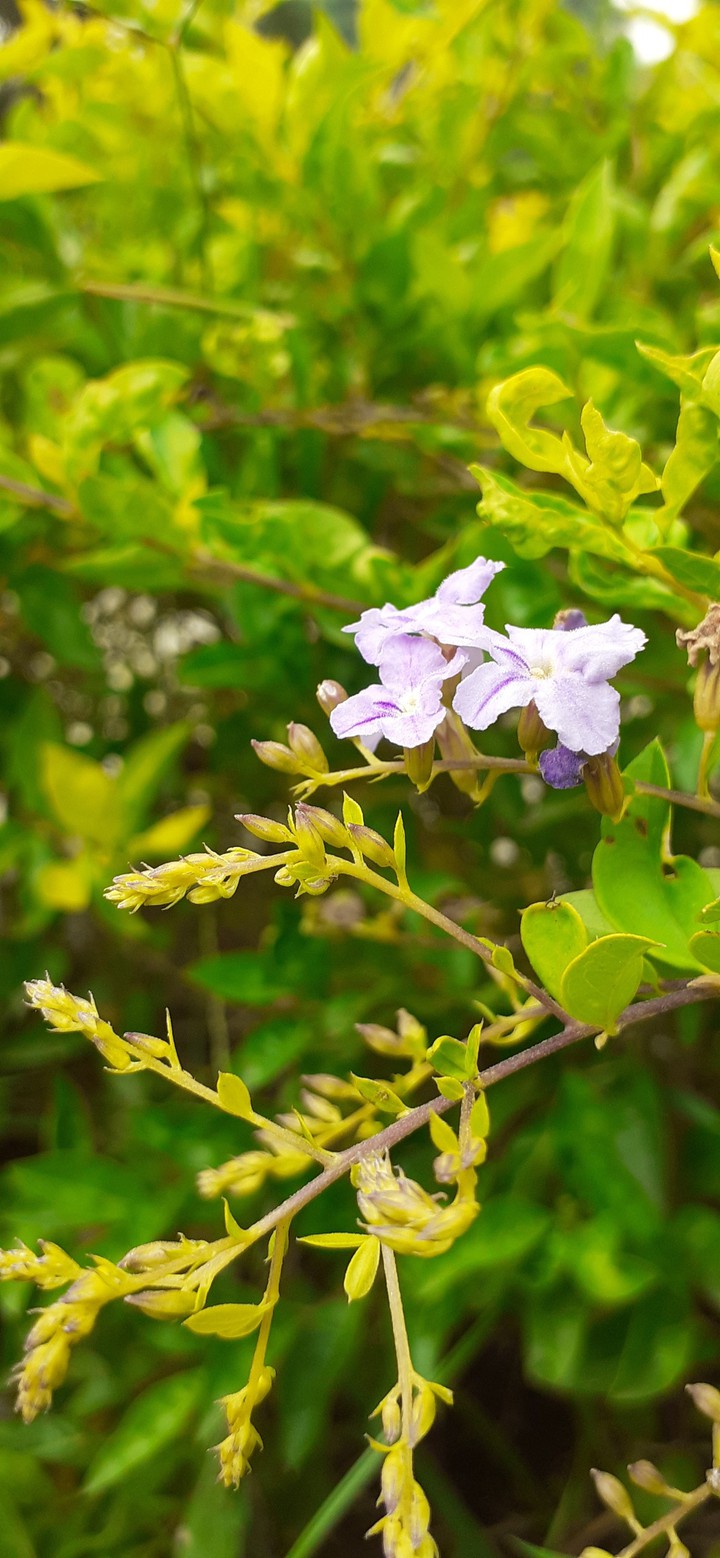 Beautiful Flowers