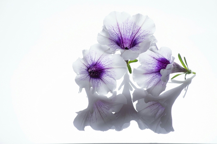 White and purple