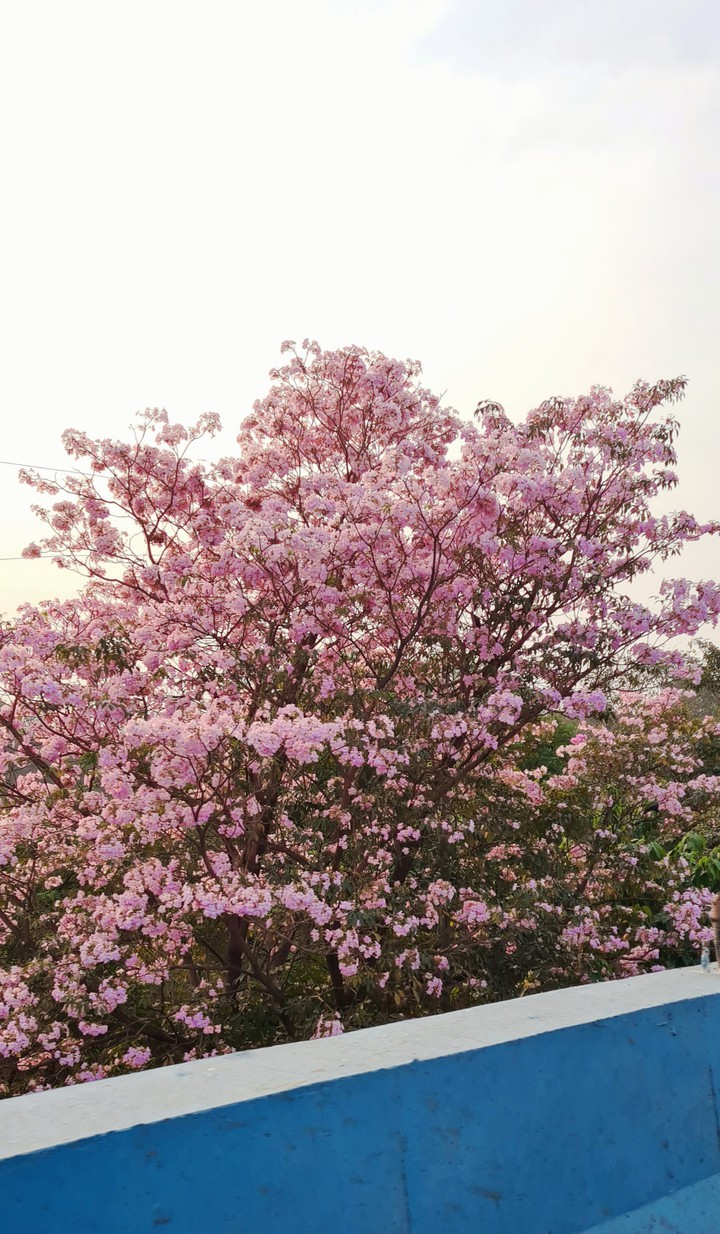 bloom