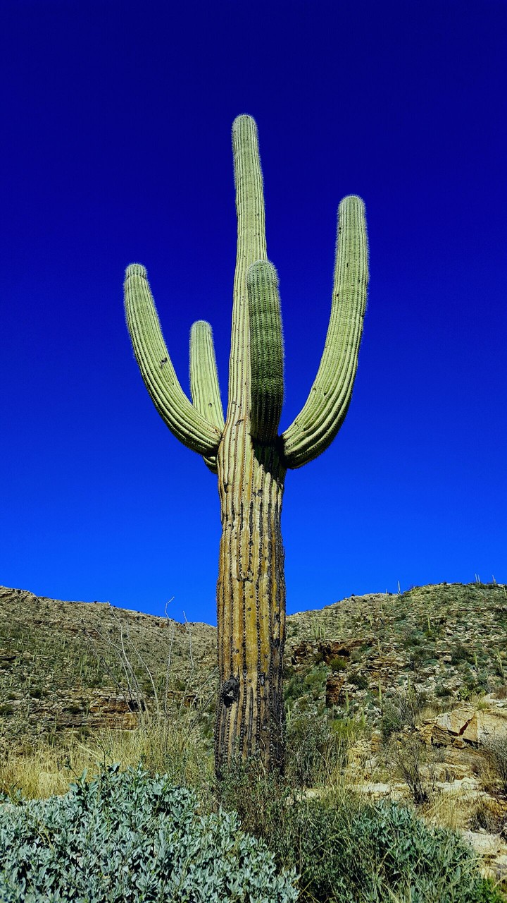 Saguaro Cactus, road to Mt. Lemmon Tucson AZ