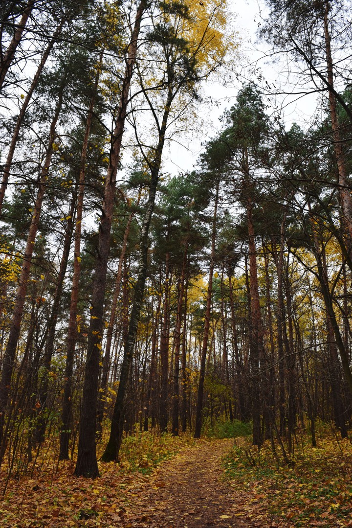 forest