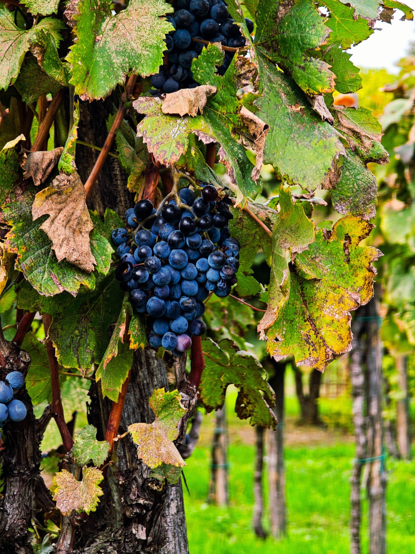 HIDDEN BLACK GRAPES
