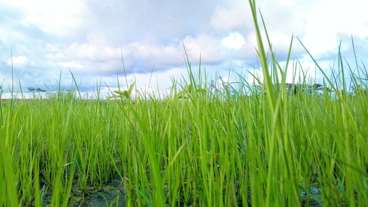 Grass