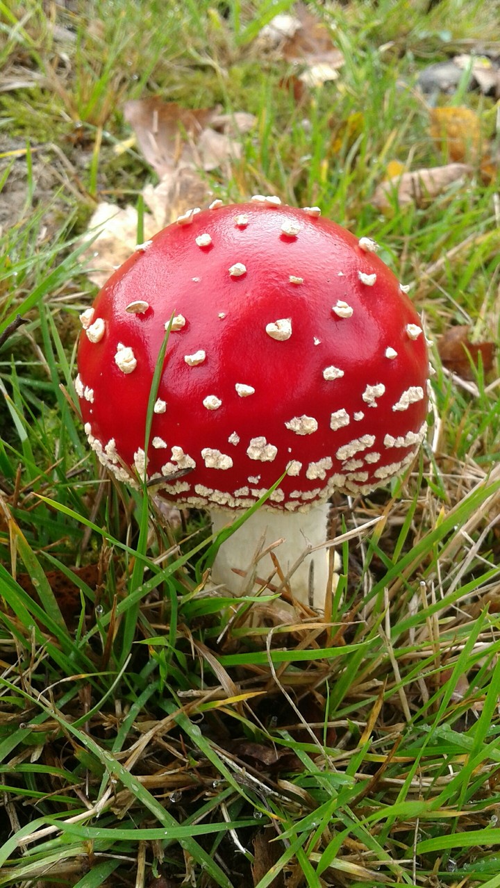 toadstool