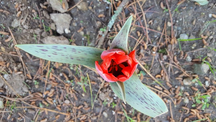 Spring