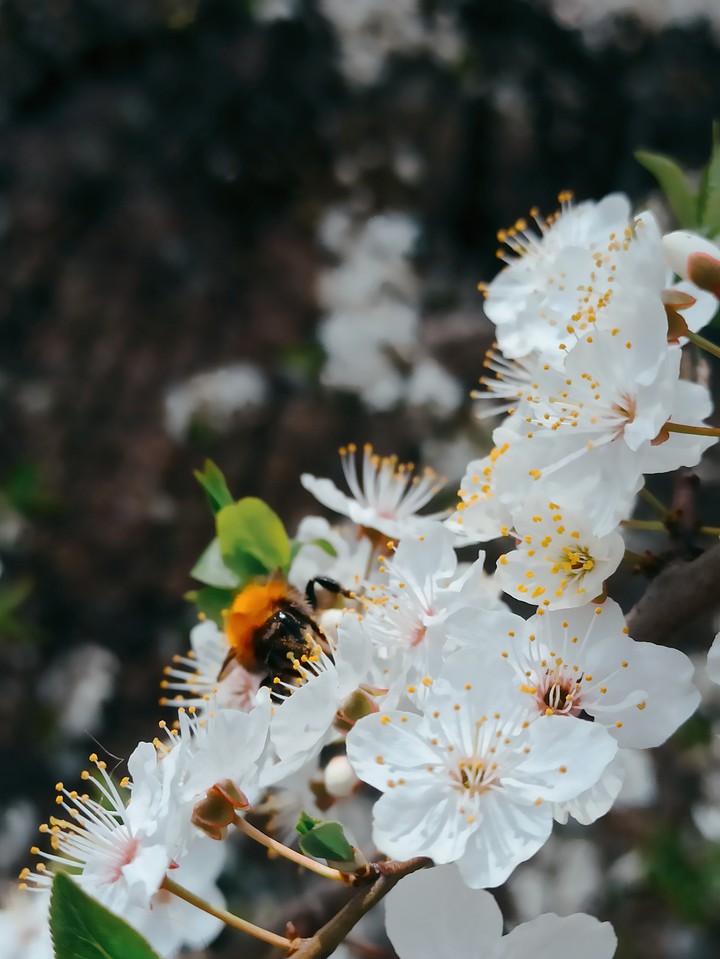 spring