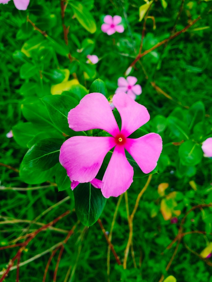 Beauty Of Nature
