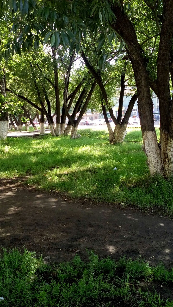 Foto Forest