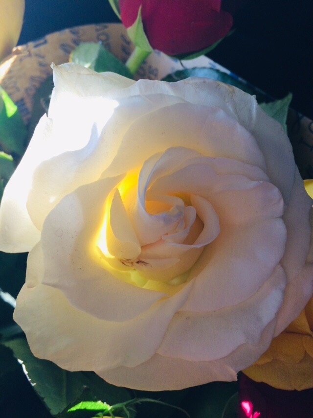 rose