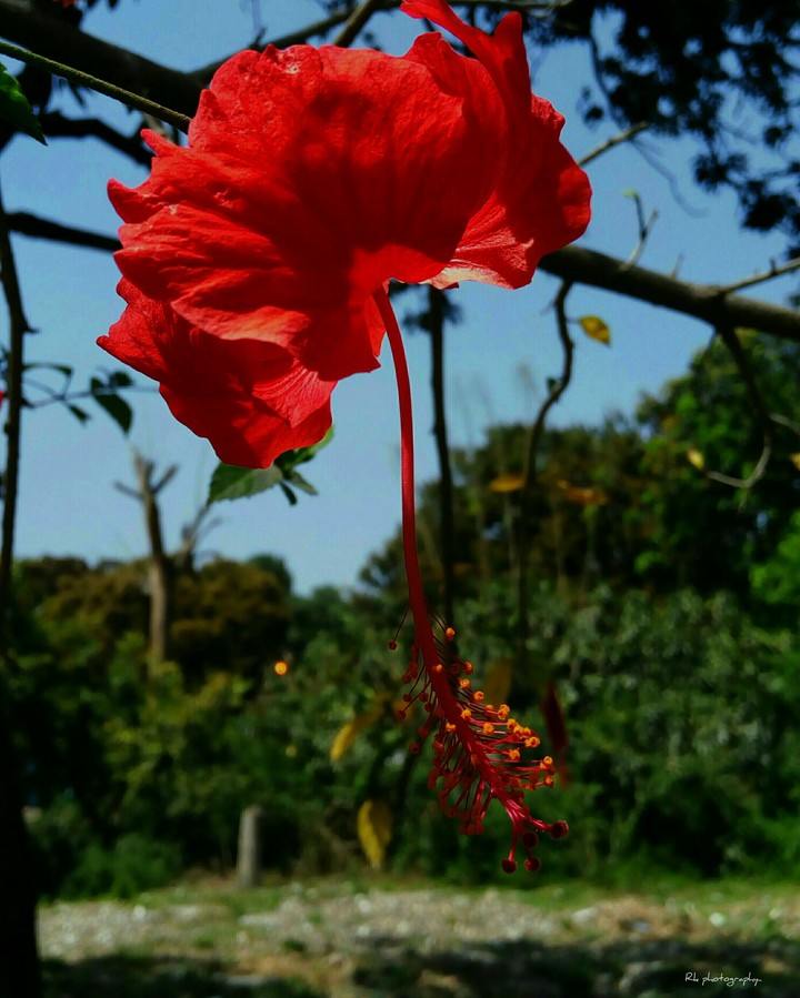 amazing hibiscus