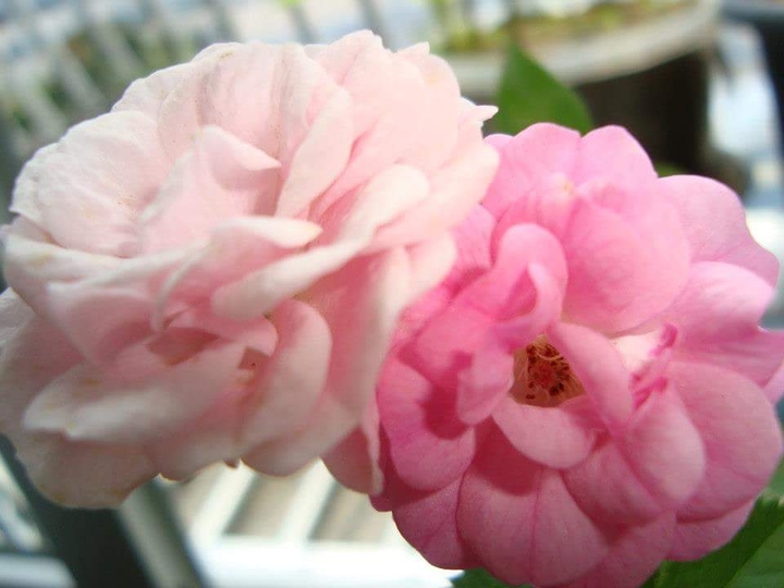 Rosas na janela do apartamento