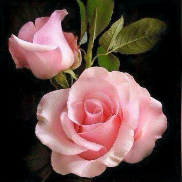 pink rose