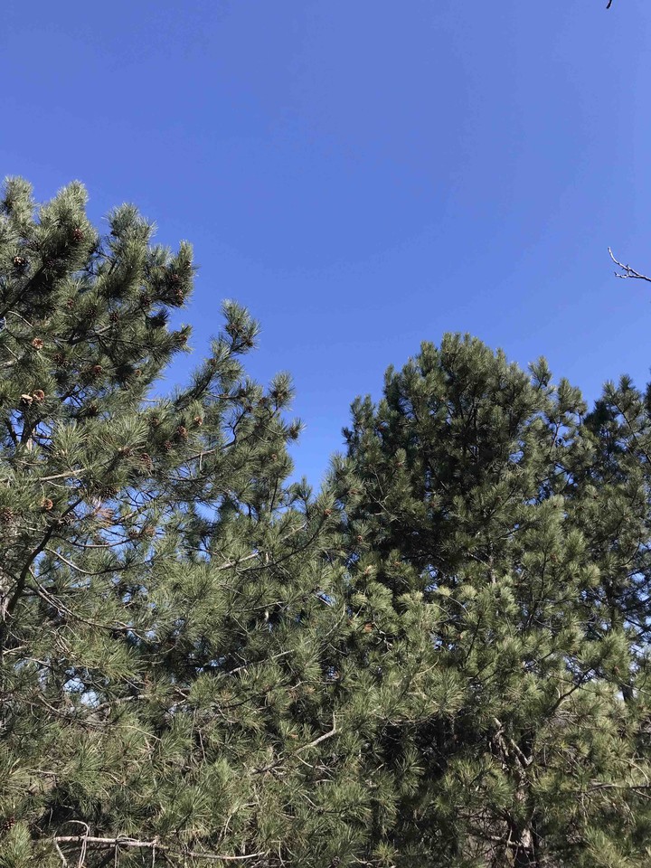 pine