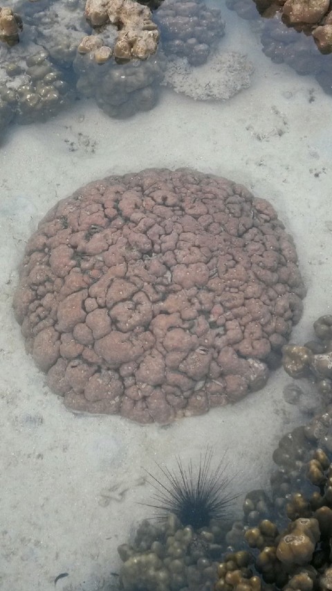 Coral