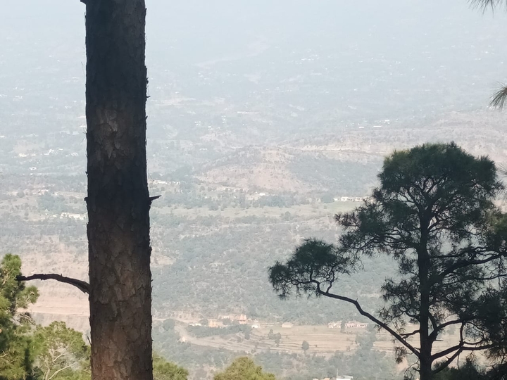 sfondi landscape, plant
