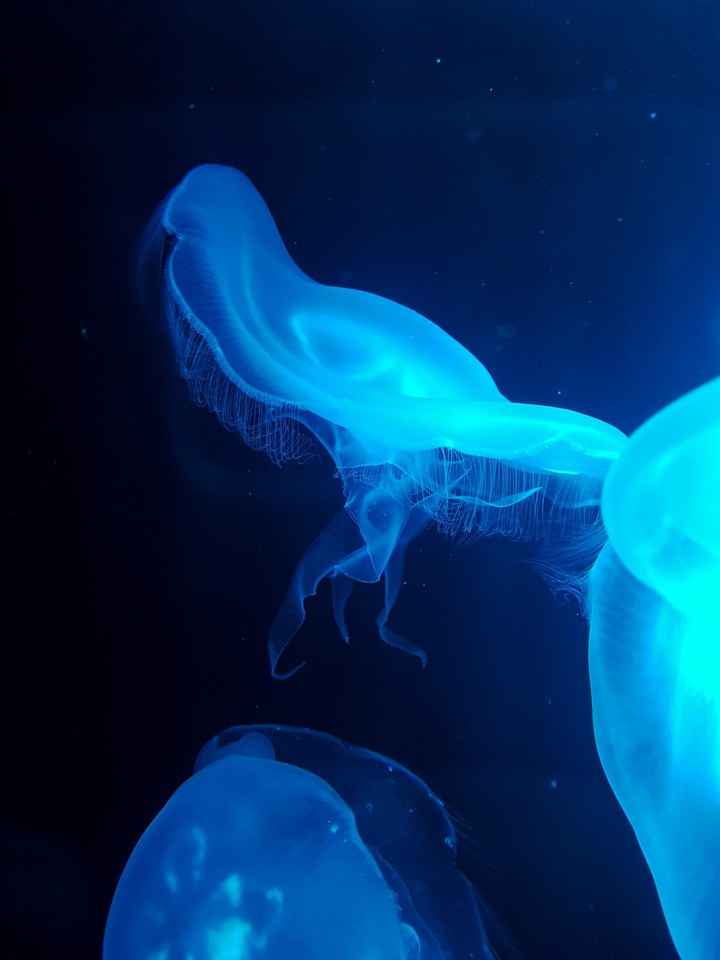 Jellyfish