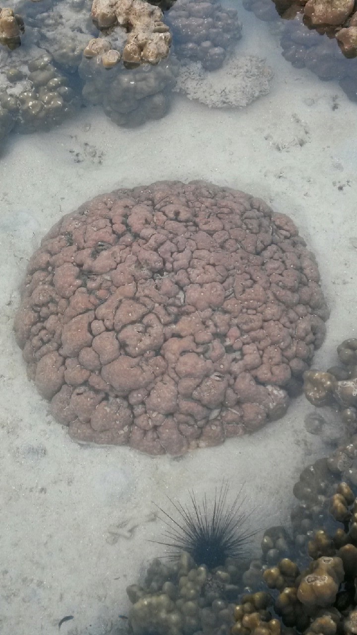 Coral