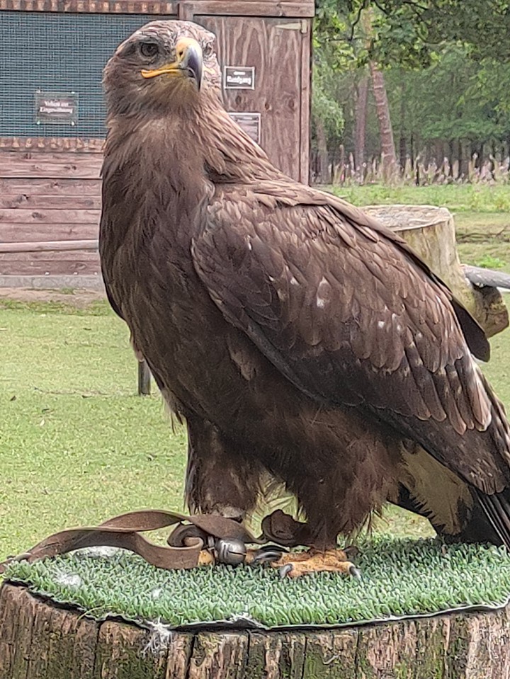 Adler