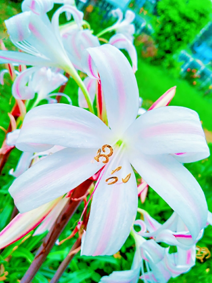 beautiful flower